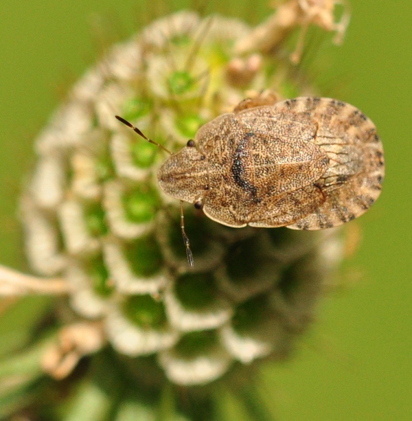 Pentatomidae Sciocoris